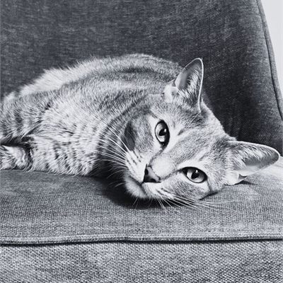 Archie Feldman, the office cat and Chief of Employee Engagement